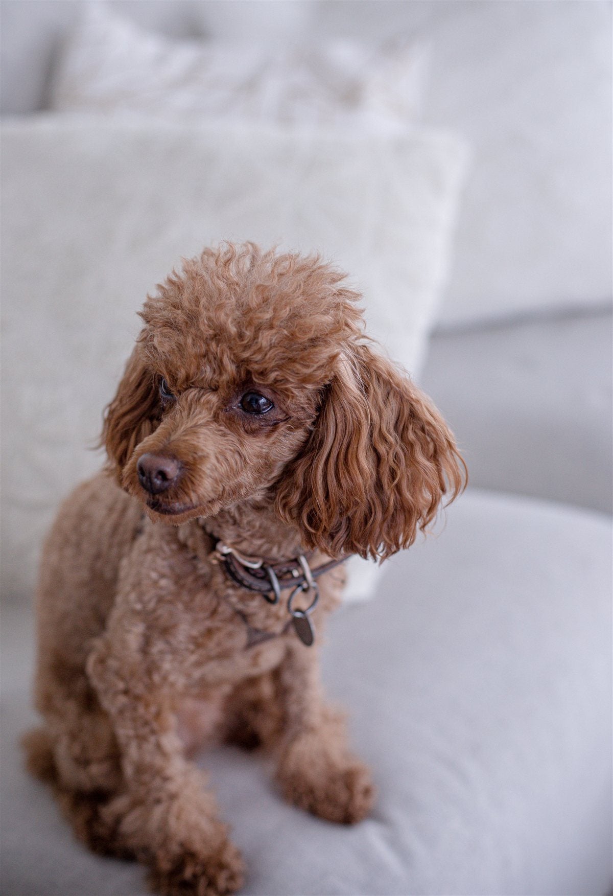 Perro caniche cuidado y feliz en casa