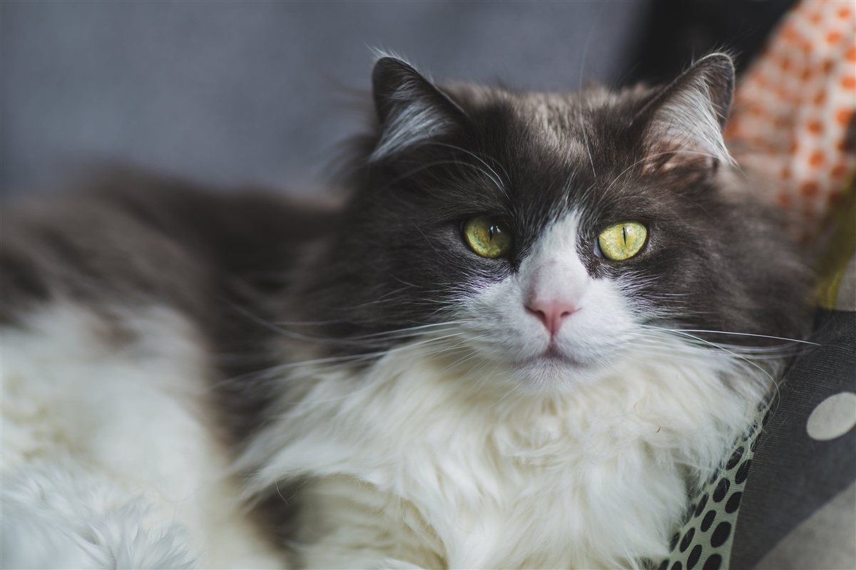 Gato de pelo largo mirando a cámara